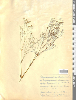 VOR 0008159