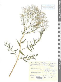 VOR 0008177