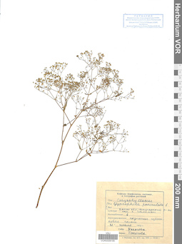 VOR 0008190