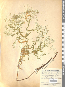 VOR 0008271