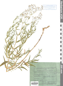 VOR 0008287
