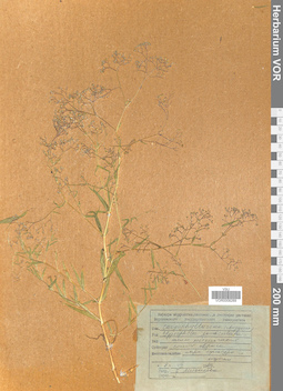 VOR 0008289