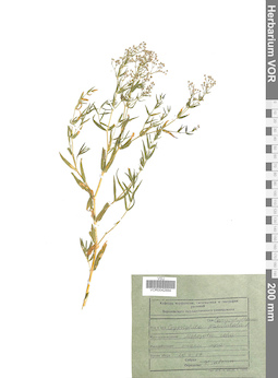 VOR 0042884