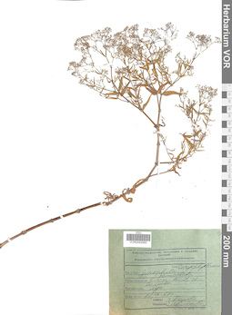 VOR 0042885