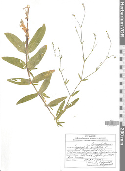 VOR 0008454