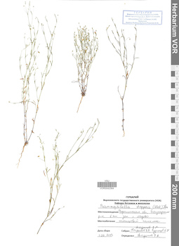 VOR 0042364
