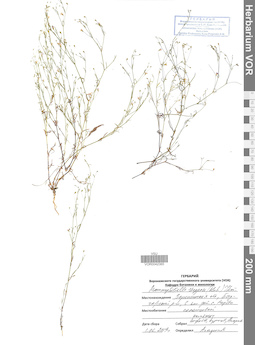VOR 0042365