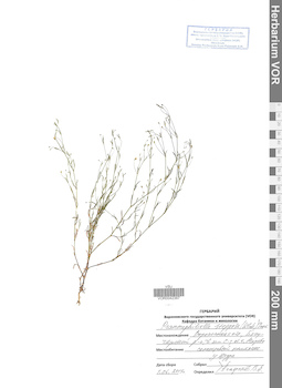 VOR 0042387
