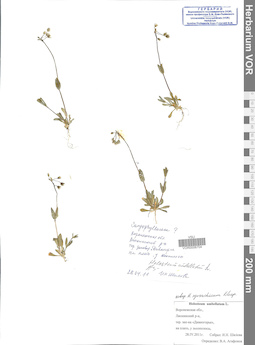 VOR 0006704