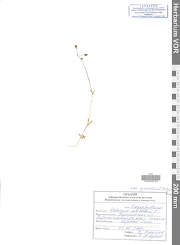 VOR 0006706
