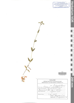 VOR 0006709