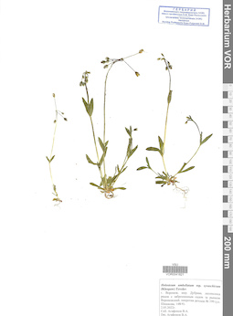 VOR 0041821