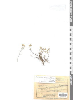 VOR 0006729