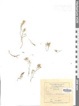 VOR 0006741