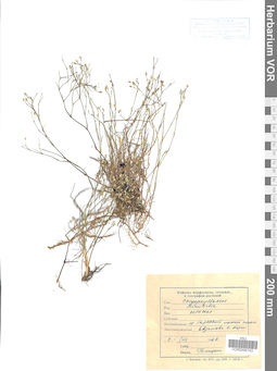 VOR 0006743