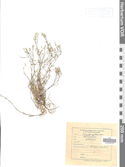 VOR 0006744