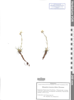 VOR 0042506