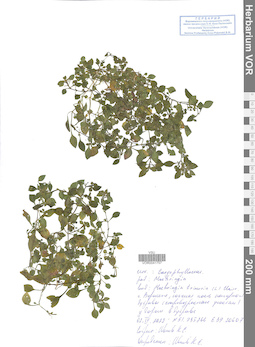 VOR 0041757