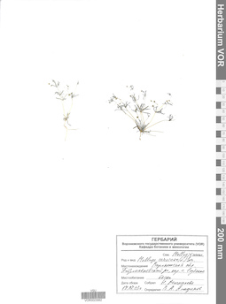 VOR 0023062