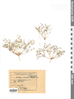 VOR 0023071