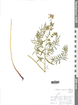 VOR 0040695