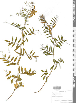 VOR 0010942