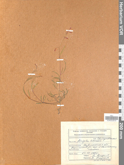VOR 0022619