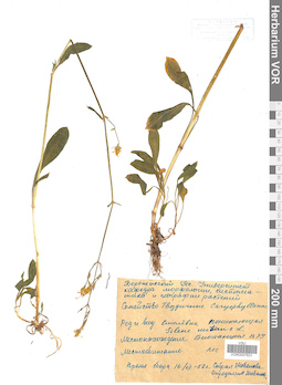 VOR 0007631