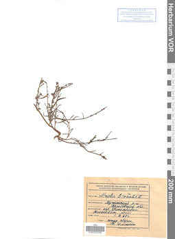 VOR 0022558