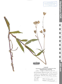 VOR 0040459