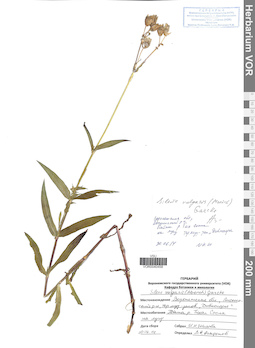VOR 0040458