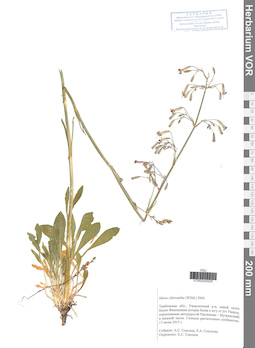 VOR 0040635