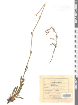 VOR 0007467