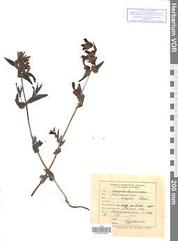 VOR 0019467