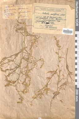 VOR 0023119