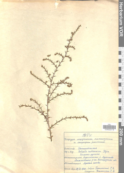 VOR 0023118