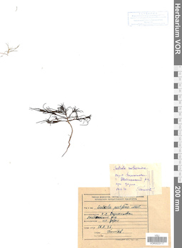 VOR 0023117