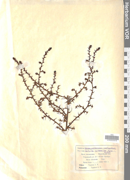 VOR 0023019