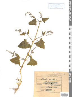 VOR 0024696