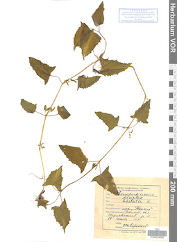 VOR 0024689