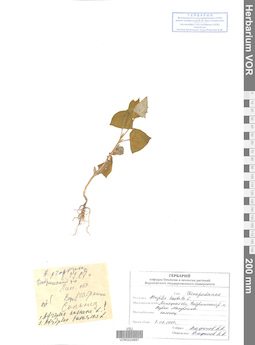 VOR 0024687