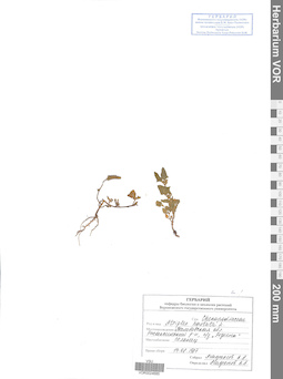 VOR 0024685