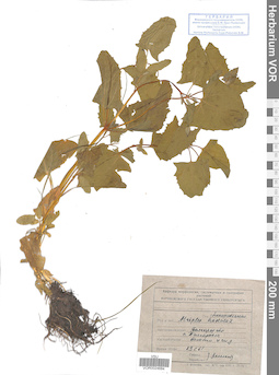 VOR 0024684