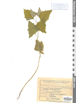 VOR 0024682