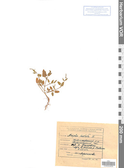 VOR 0024635