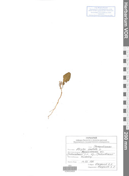 VOR 0024629