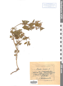 VOR 0024626