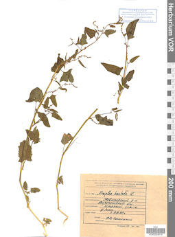 VOR 0024619