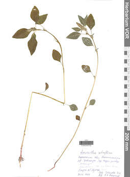 VOR 0040702