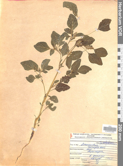 VOR 0023383